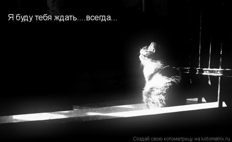 Я буду тебя ждать....всегда...... Котоматрица: Я буду тебя ждать....всегда...