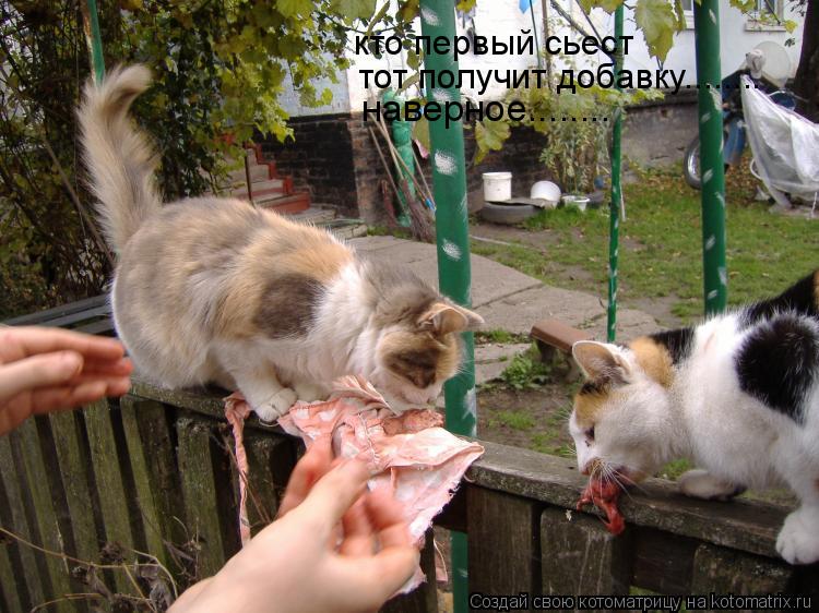 кто первый сьест тот получит добавку........ наверное........... Котоматрица: кто первый сьест тот получит добавку........ наверное........