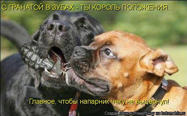 С ГРАНАТОЙ В ЗУБАХ - ТЫ КОРОЛЬ ПОЛОЖЕНИЯ... Главное, чтобы напарник чеку не выдернул!... Котоматрица: С ГРАНАТОЙ В ЗУБАХ - ТЫ КОРОЛЬ ПОЛОЖЕНИЯ... Главное, чтобы напарник чеку не выдернул!