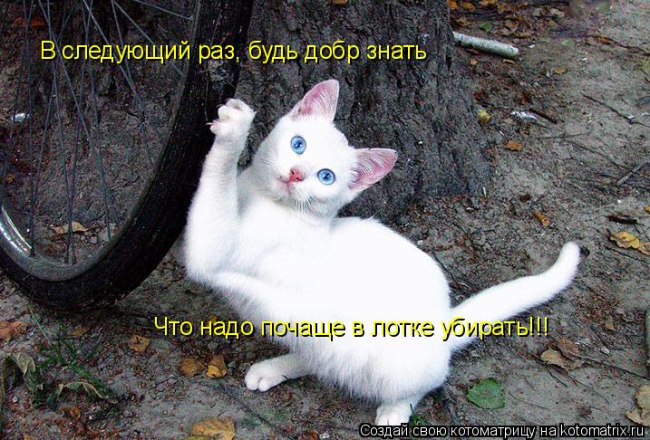 В следующий раз, будь добр знать Что надо почаще в лотке убирать!!!... Котоматрица: В следующий раз, будь добр знать Что надо почаще в лотке убирать!!!