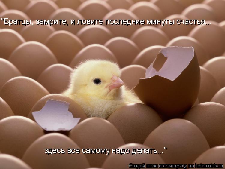 "Братцы, замрите, и ловите последние минуты счастья... здесь все самому надо делать..."... Котоматрица: "Братцы, замрите, и ловите последние минуты счастья... здесь все самому надо делать..."