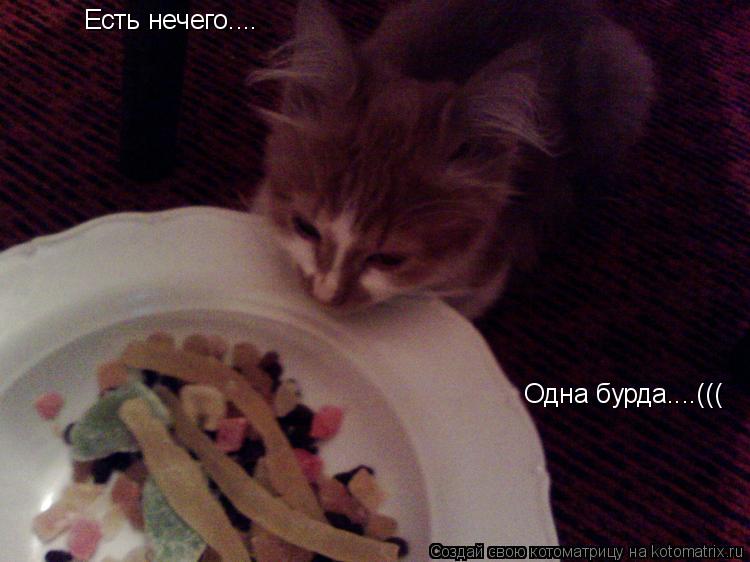 Есть нечего.... Одна бурда....(((... Котоматрица: Есть нечего.... Одна бурда....(((