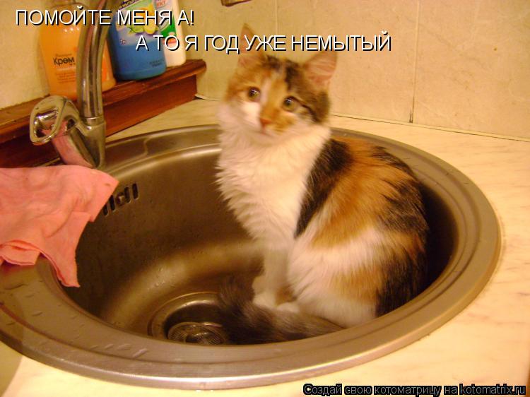 ПОМОЙТЕ МЕНЯ А! А ТО Я ГОД УЖЕ НЕМЫТЫЙ... Котоматрица: ПОМОЙТЕ МЕНЯ А! А ТО Я ГОД УЖЕ НЕМЫТЫЙ