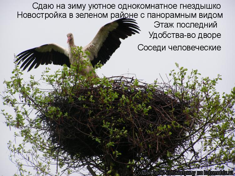 Сдаю на зиму уютное однокомнатное гнездышко Этаж последний Удобства-во дворе Соседи человеческие Ново... Котоматрица: Сдаю на зиму уютное однокомнатное гнездышко Этаж последний Удобства-во дворе Соседи человеческие Новостройка в зеленом районе с панорамн