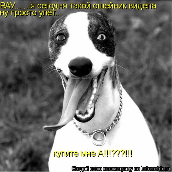ВАУ.......я сегодня такой ошейник видела ну просто улёт... купите мне А!!!???!!!... Котоматрица: ВАУ.......я сегодня такой ошейник видела ну просто улёт... купите мне А!!!???!!!