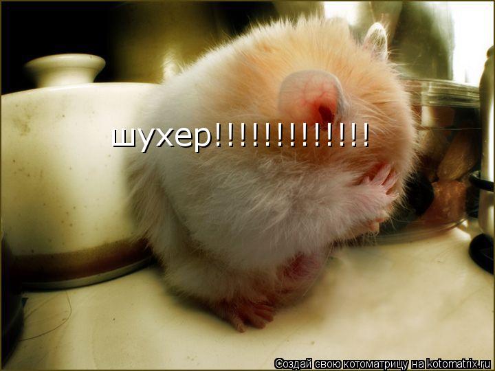 шухер!!!!!!!!!!!!!... Котоматрица: шухер!!!!!!!!!!!!!