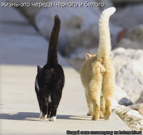 жизнь-это череда чёрного и белого... Котоматрица: жизнь-это череда чёрного и белого