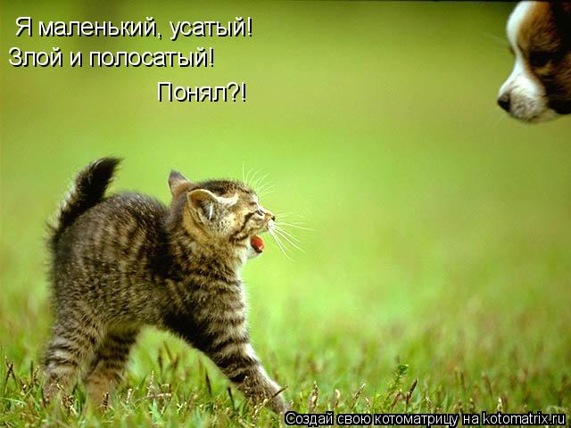 Я маленький, усатый! Злой и полосатый! Понял?!... Котоматрица: Я маленький, усатый! Злой и полосатый! Понял?!