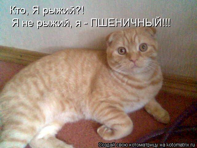 Кто, Я рыжий?! Я не рыжий, я - ПШЕНИЧНЫЙ!!!... Котоматрица: Кто, Я рыжий?! Я не рыжий, я - ПШЕНИЧНЫЙ!!!
