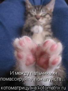 И между пальчиками помассируйте, пожалуйста...... Котоматрица: И между пальчиками помассируйте, пожалуйста...