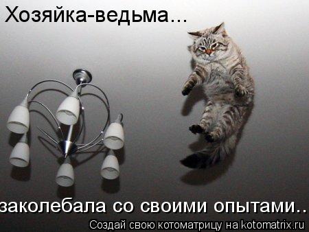 Хозяйка-ведьма... заколебала со своими опытами...... Котоматрица: Хозяйка-ведьма... заколебала со своими опытами...