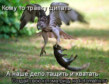 А наше дело тащить и хватать Кому то травку щипать... Котоматрица: А наше дело тащить и хватать Кому то травку щипать