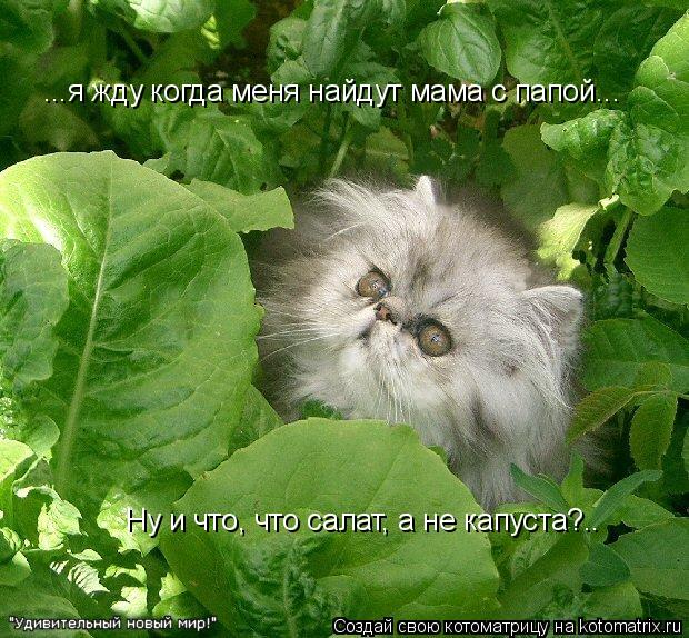 Ну и что, что салат, а не капуста?.. ...я жду когда меня найдут мама с папой...... Котоматрица: Ну и что, что салат, а не капуста?.. ...я жду когда меня найдут мама с папой...
