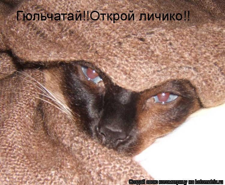 Гюльчатай!!Открой личико!!... Котоматрица: Гюльчатай!!Открой личико!!