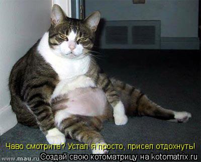 Чаво смотрите? Устал я просто, присел отдохнуть!... Котоматрица: Чаво смотрите? Устал я просто, присел отдохнуть!