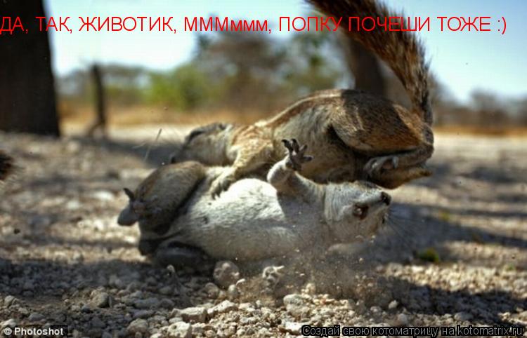 ДА, ТАК, ЖИВОТИК, МММммм, ПОПКУ ПОЧЕШИ ТОЖЕ :)... Котоматрица: ДА, ТАК, ЖИВОТИК, МММммм, ПОПКУ ПОЧЕШИ ТОЖЕ :)