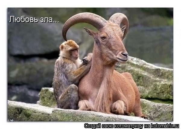 Любовь зла...... Котоматрица: Любовь зла...