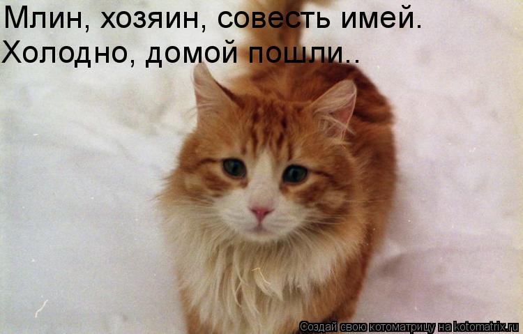 Млин, хозяин, совесть имей. Холодно, домой пошли..... Котоматрица: Млин, хозяин, совесть имей. Холодно, домой пошли..