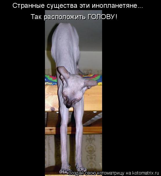 Странные существа эти инопланетяне... Так расположить ГОЛОВУ!... Котоматрица: Странные существа эти инопланетяне... Так расположить ГОЛОВУ!