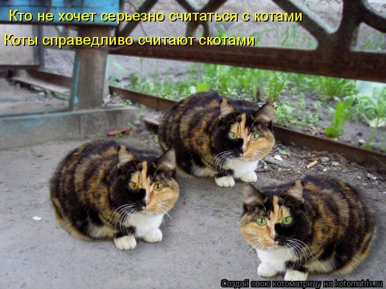 Кто не хочет серьезно считаться с котами Коты справедливо считают скотами... Котоматрица: Кто не хочет серьезно считаться с котами Коты справедливо считают скотами