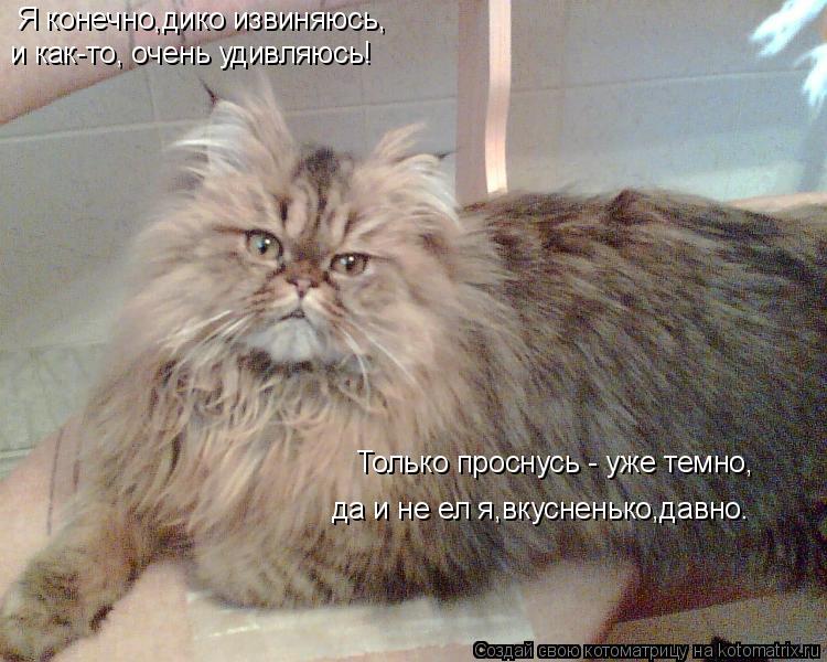 Я конечно,дико извиняюсь, и как-то, очень удивляюсь! Только проснусь - уже темно, да и не ел я,вкусне... Котоматрица: Я конечно,дико извиняюсь, и как-то, очень удивляюсь! Только проснусь - уже темно, да и не ел я,вкусненько,давно.