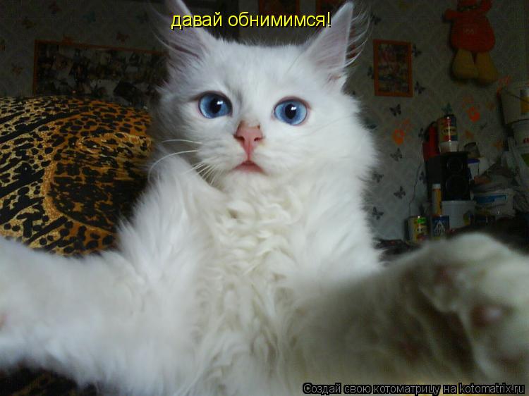 давай обнимимся!... Котоматрица: давай обнимимся!