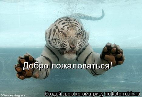 Добро пожаловаться!... Котоматрица: Добро пожаловаться!
