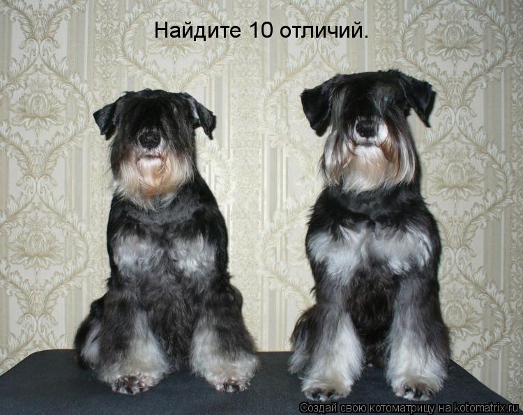 Найдите 10 отличий.... Котоматрица: Найдите 10 отличий.