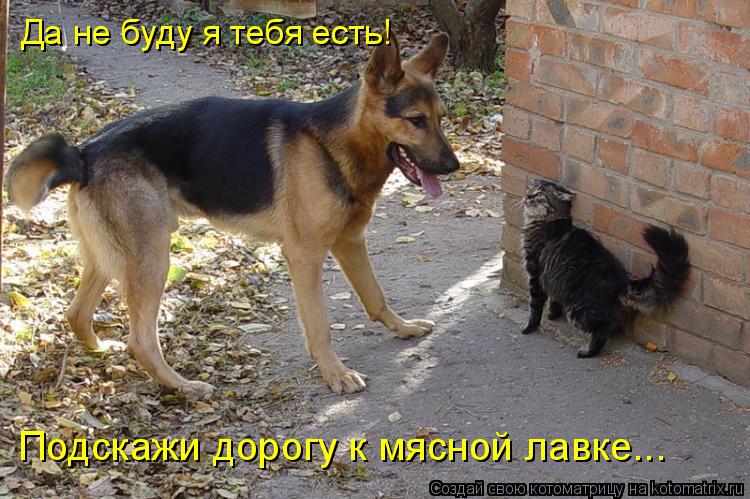 Да не буду я тебя есть! Подскажи дорогу к мясной лавке...... Котоматрица: Да не буду я тебя есть! Подскажи дорогу к мясной лавке...