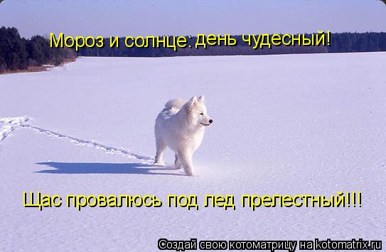 Мороз и солнце: день чудесный! Щас провалюсь под лед прелестный!!!... Котоматрица: Мороз и солнце: день чудесный! Щас провалюсь под лед прелестный!!!