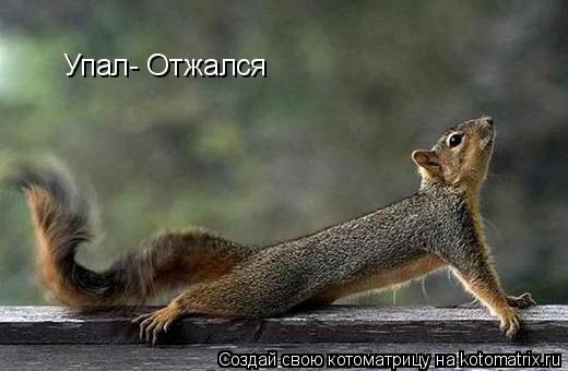 Упал- Отжался... Котоматрица: Упал- Отжался