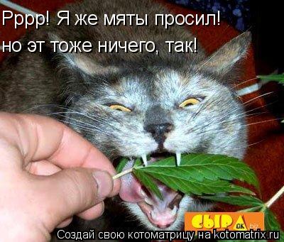 Рррр! Я же мяты просил! но эт тоже ничего, так!... Котоматрица: Рррр! Я же мяты просил! но эт тоже ничего, так!