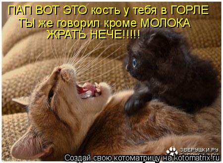 ПАП ВОТ ЭТО кость у тебя в ГОРЛЕ ТЫ же говорил кроме МОЛОКА ЖРАТЬ НЕЧЕ!!!!!... Котоматрица: ПАП ВОТ ЭТО кость у тебя в ГОРЛЕ ТЫ же говорил кроме МОЛОКА ЖРАТЬ НЕЧЕ!!!!!