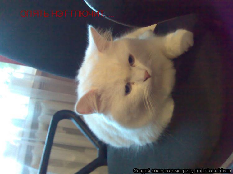 ОПЯТЬ НЭТ ГЛЮЧИТ........ Котоматрица: ОПЯТЬ НЭТ ГЛЮЧИТ.....