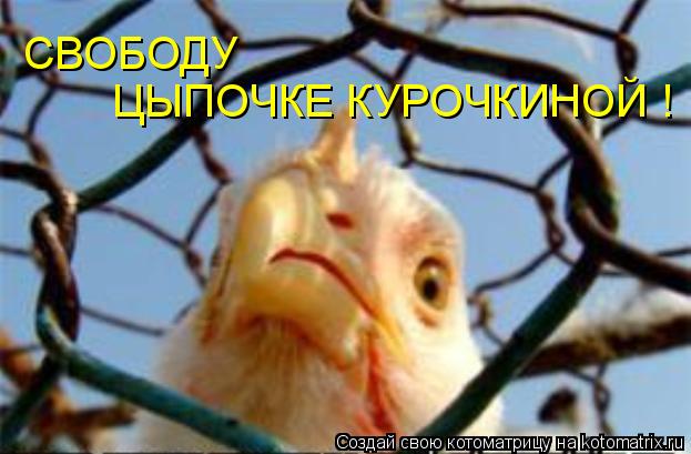 СВОБОДУ ЦЫПОЧКЕ КУРОЧКИНОЙ !... Котоматрица: СВОБОДУ ЦЫПОЧКЕ КУРОЧКИНОЙ !