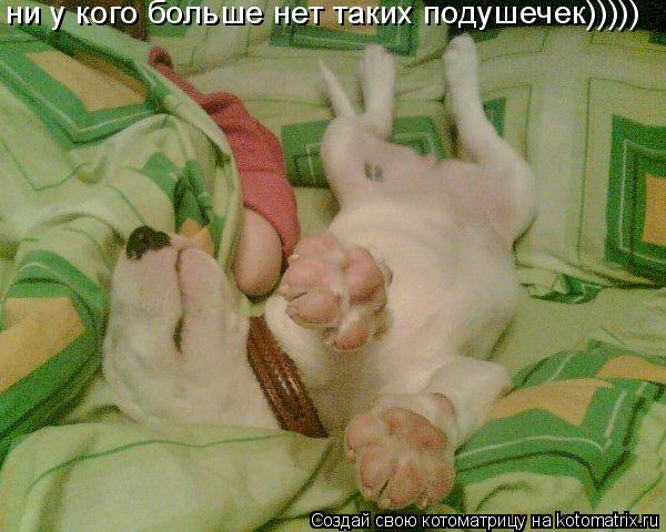 ни у кого больше нет таких подушечек)))))... Котоматрица: ни у кого больше нет таких подушечек)))))