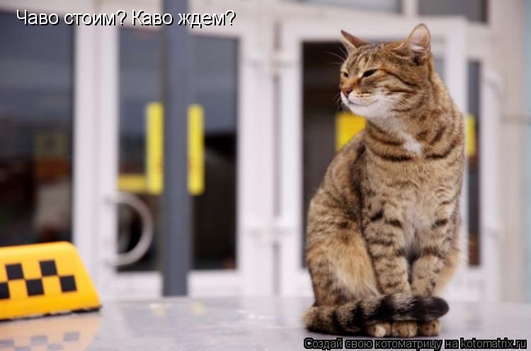 Чаво стоим? Каво ждем?... Котоматрица: Чаво стоим? Каво ждем?