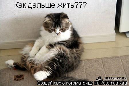 Как дальше жить???... Котоматрица: Как дальше жить???