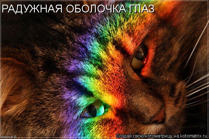 РАДУЖНАЯ ОБОЛОЧКА ГЛАЗ... Котоматрица: РАДУЖНАЯ ОБОЛОЧКА ГЛАЗ