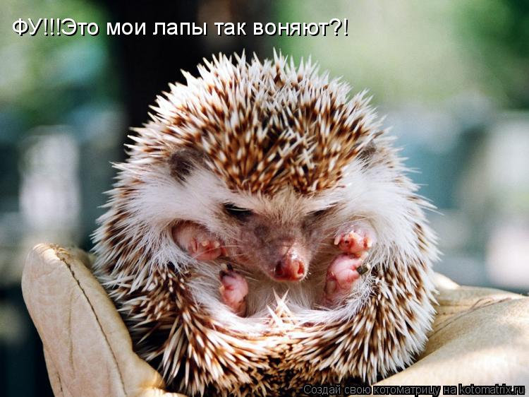 ФУ!!!Это мои лапы так воняют?!... Котоматрица: ФУ!!!Это мои лапы так воняют?!
