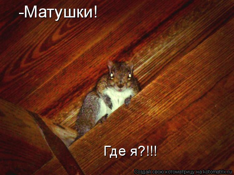 -Матушки! Где я?!!!... Котоматрица: -Матушки! Где я?!!!