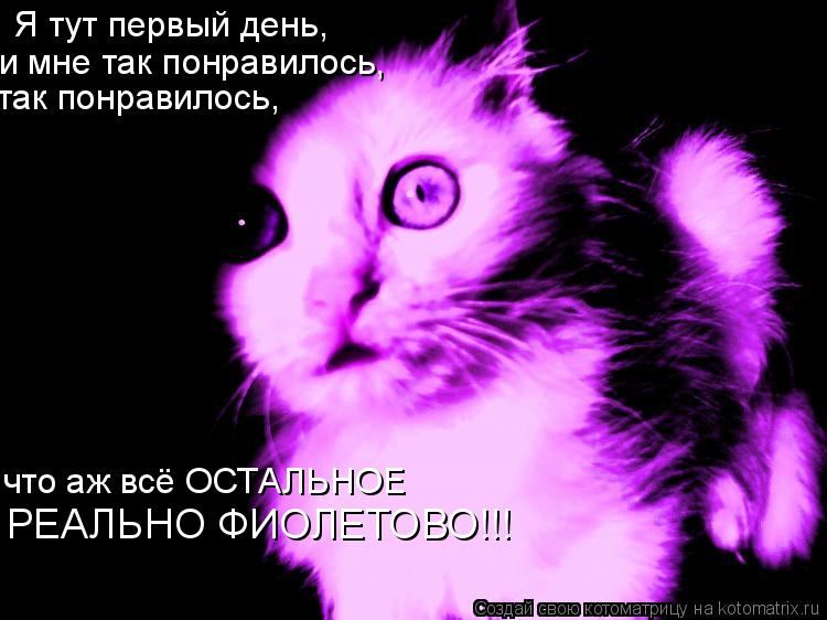 Я тут первый день, и мне так понравилось, так понравилось, что аж всё ОСТАЛЬНОЕ РЕАЛЬНО ФИОЛЕТОВО!!!... Котоматрица: Я тут первый день, и мне так понравилось, так понравилось, что аж всё ОСТАЛЬНОЕ РЕАЛЬНО ФИОЛЕТОВО!!!