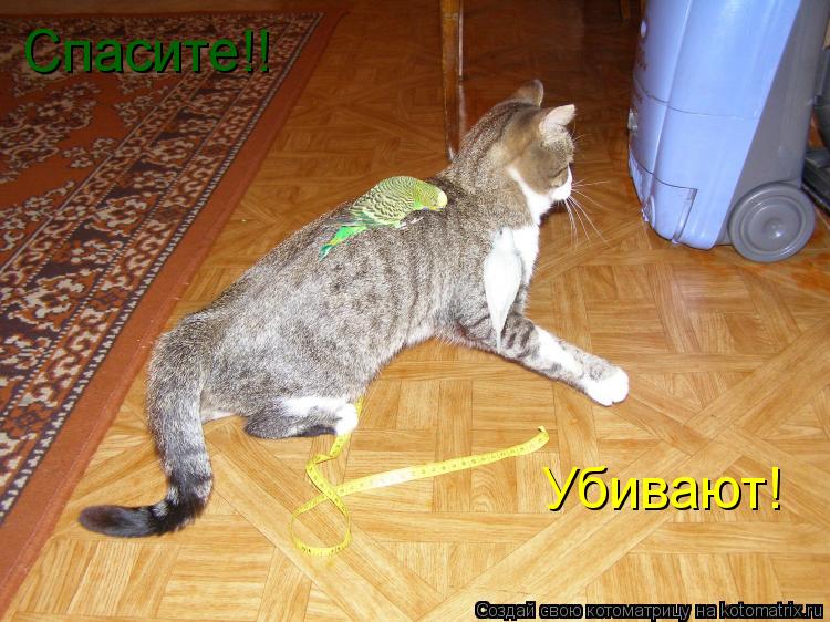 Спасите!! Убивают!... Котоматрица: Спасите!! Убивают!