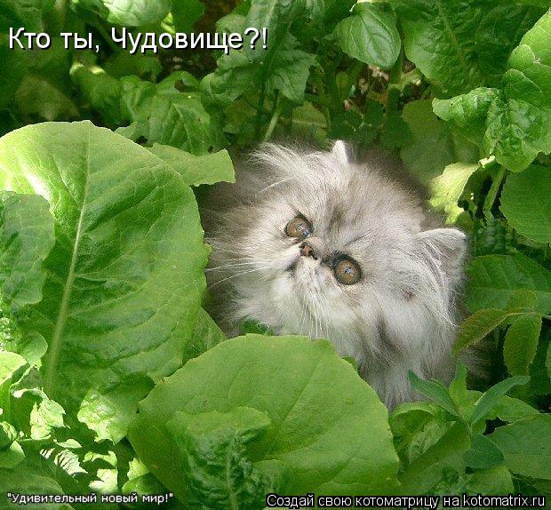 Кто ты, Чудовище?!... Котоматрица: Кто ты, Чудовище?!