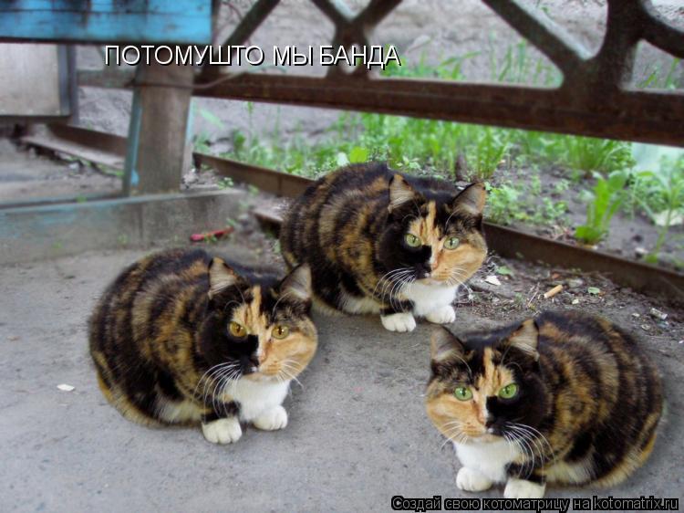 Котоматрица: ПОТОМУШТО MЫ БАНДА