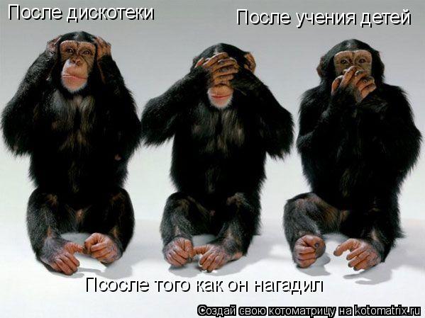 После дискотеки Псосле того как он нагадил После учения детей... Котоматрица: После дискотеки Псосле того как он нагадил После учения детей