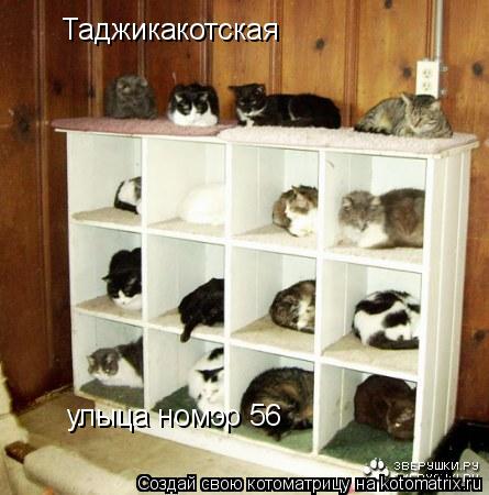 Таджикакотская улыца номэр 56... Котоматрица: Таджикакотская улыца номэр 56