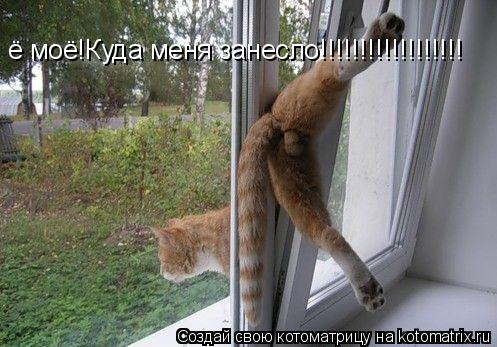 ё моё!Куда меня занесло!!!!!!!!!!!!!!!!!!... Котоматрица: ё моё!Куда меня занесло!!!!!!!!!!!!!!!!!!