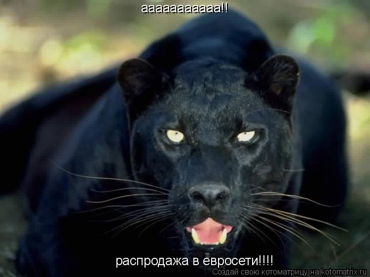 ааааааааааа!! распродажа в евросети!!!!... Котоматрица: ааааааааааа!! распродажа в евросети!!!!