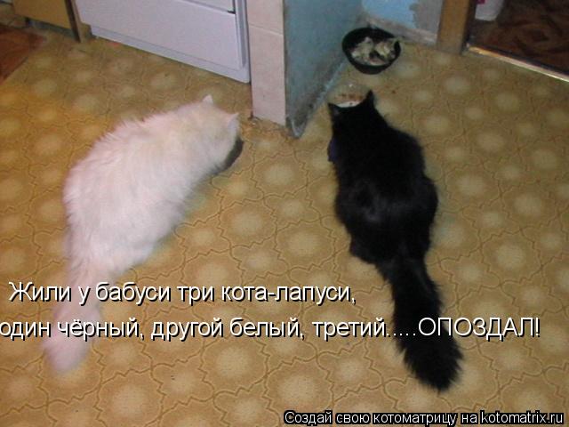 Жили у бабуси три кота-лапуси, один чёрный, другой белый, третий.....ОПОЗДАЛ!... Котоматрица: Жили у бабуси три кота-лапуси, один чёрный, другой белый, третий.....ОПОЗДАЛ!